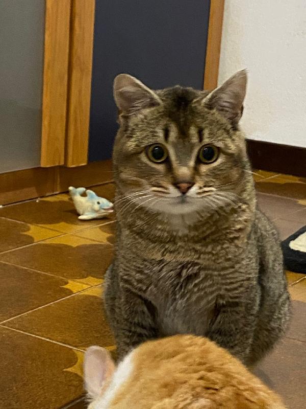 Bibó cerca adozione del cuore  Foto 4